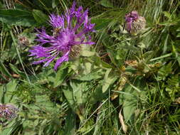 Centaurea nervosa Willd. resmi