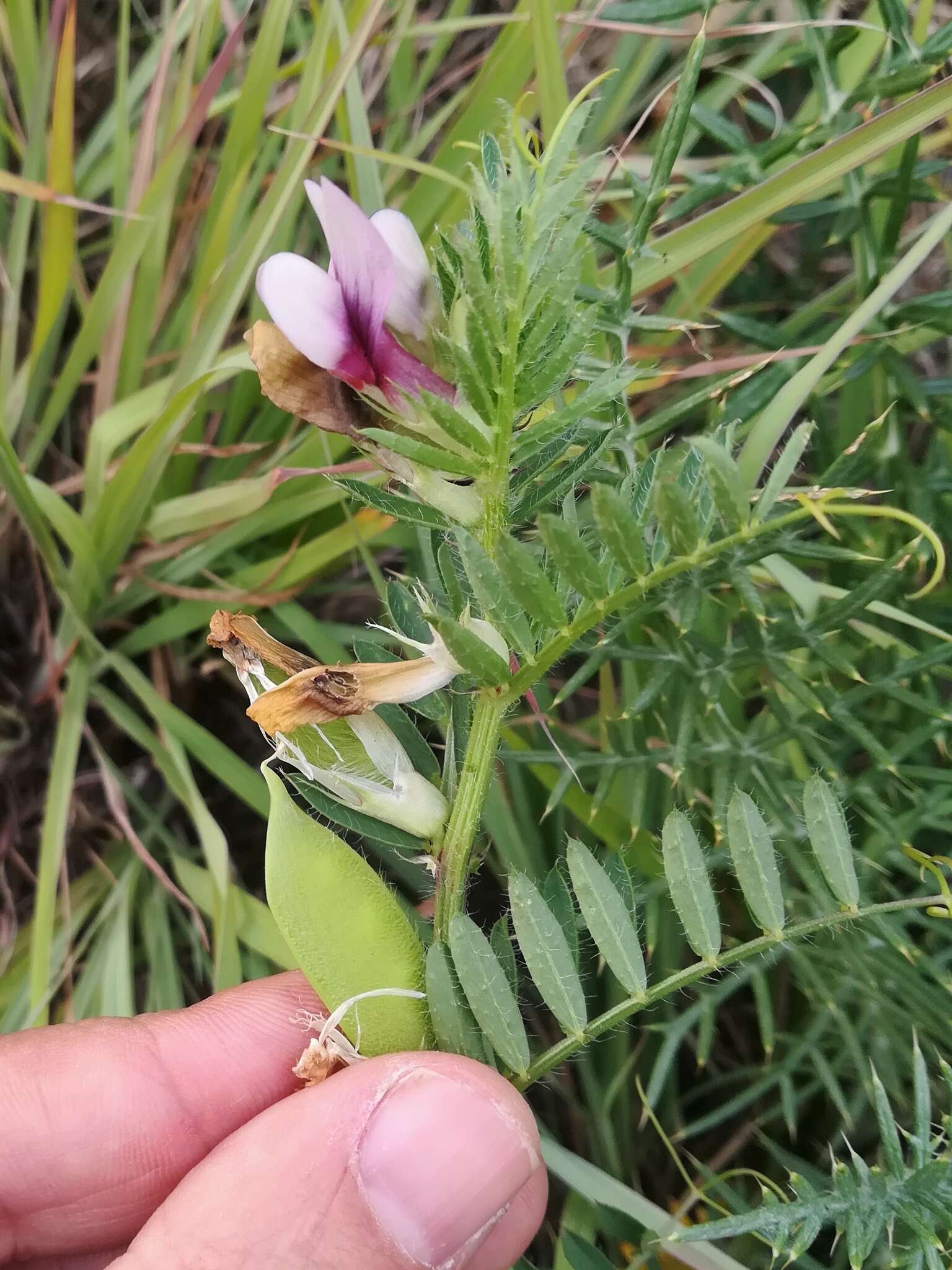 Imagem de Vicia lutea subsp. vestita (Boiss.) Rouy