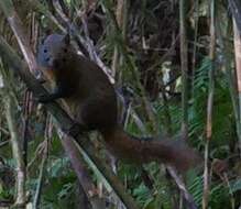 Image of Orange-bellied Himalayan Squirrel