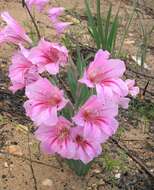 Imagem de Gladiolus caryophyllaceus (Burm. fil.) Poir.