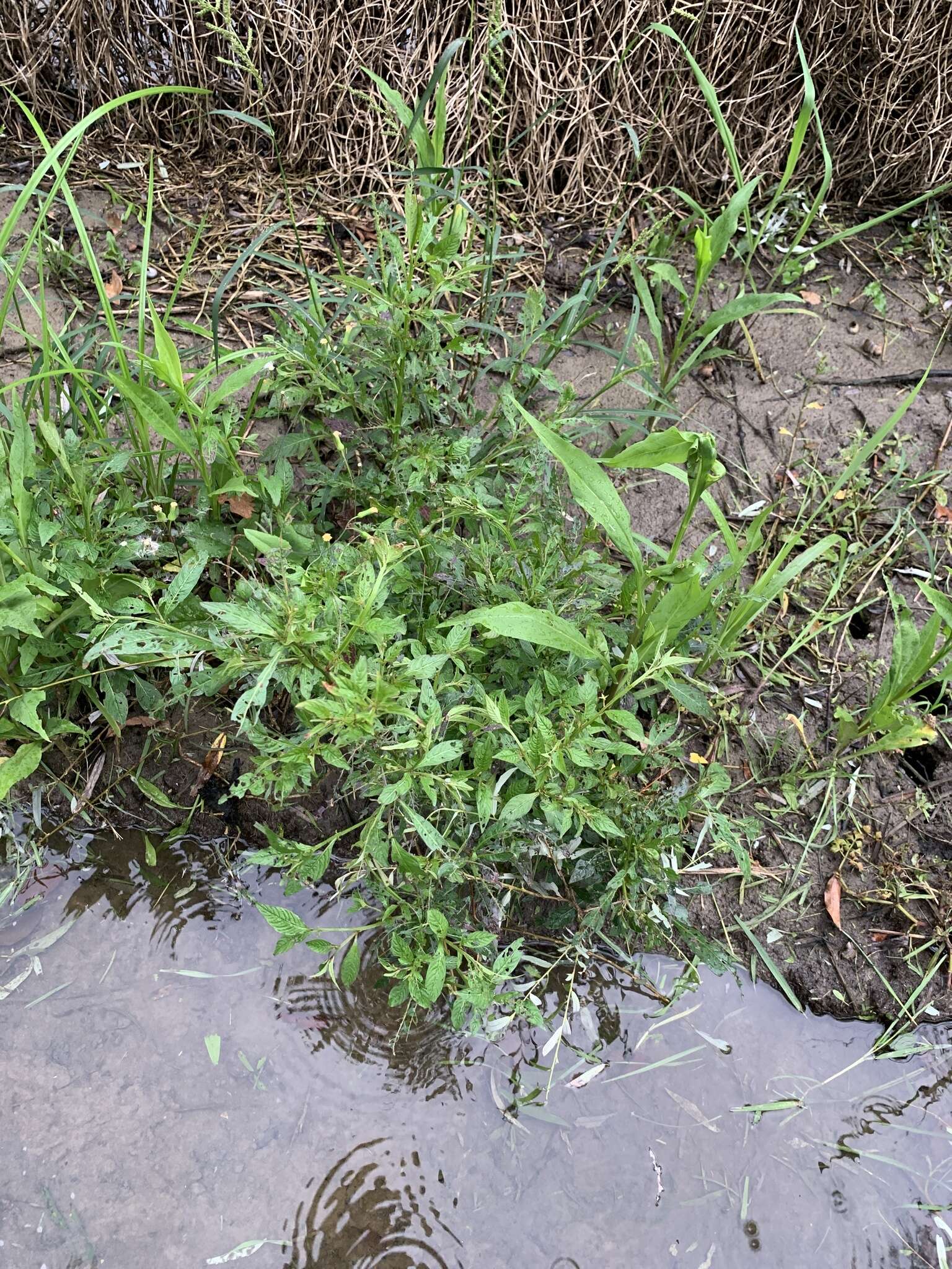 صورة Ludwigia erecta (L.) Hara