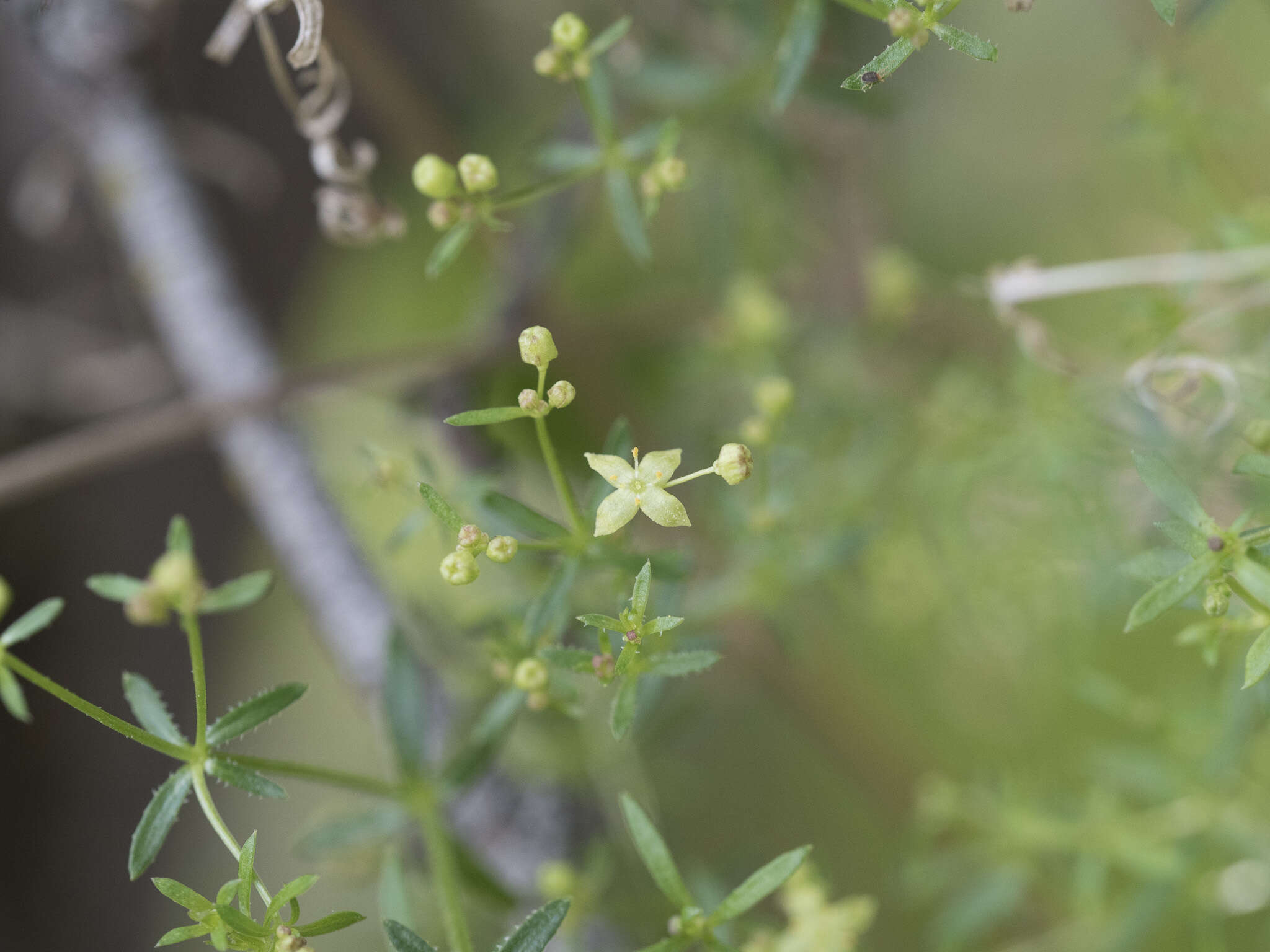 Image of graceful bedstraw