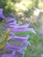 صورة Penstemon cardwellii Howell