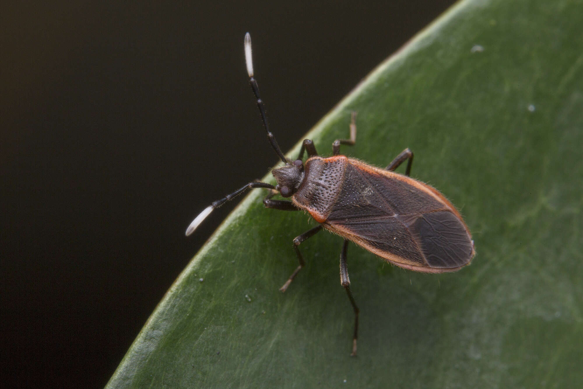 Image of <i>Delacampius villosus</i>