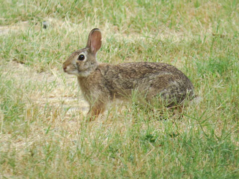 Image of Sylvilagus floridanus (J. A. Allen 1890)