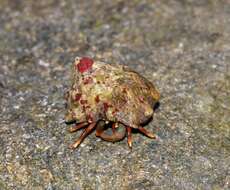 Image of orange claw hermit crab