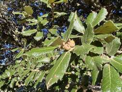 Image of netleaf oak