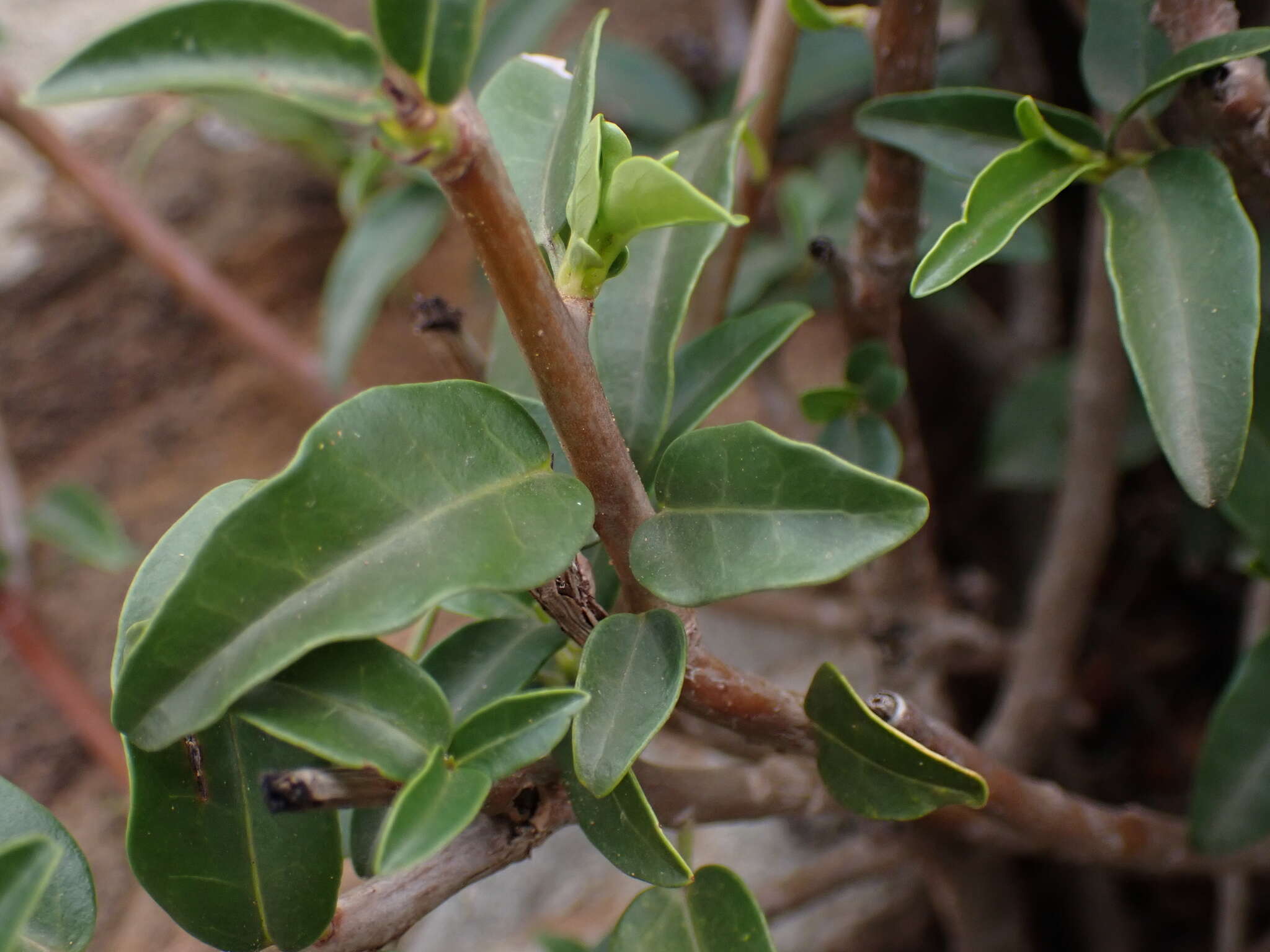 Image of Jatropha capensis (L. fil.) Sond.