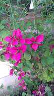 Plancia ëd Bougainvillea glabra Choisy