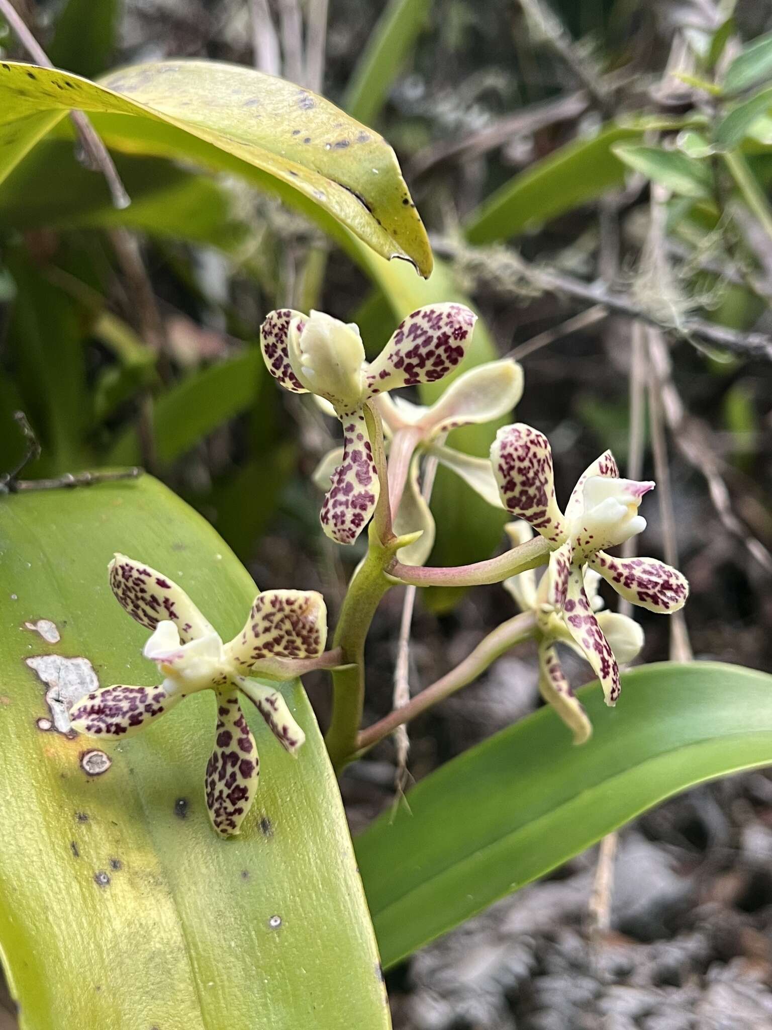 Image of Prosthechea crassilabia (Poepp. & Endl.) Carnevali & I. Ramírez