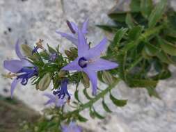 Campanula versicolor subsp. tenorei resmi