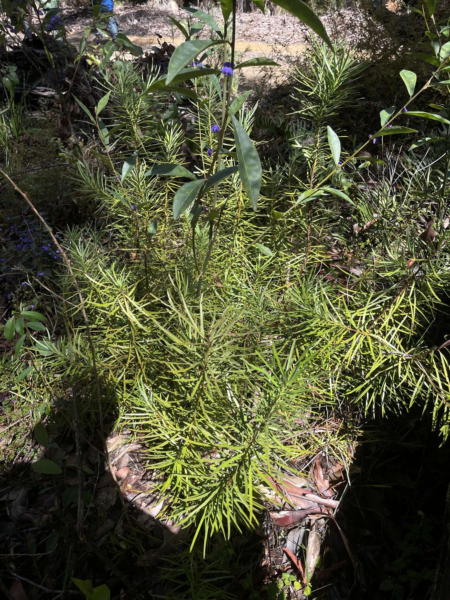 Image of Emu Berry