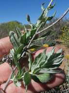 Image of Helichrysum hebelepis DC.