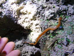 Image of Western Cat-eyed Snake