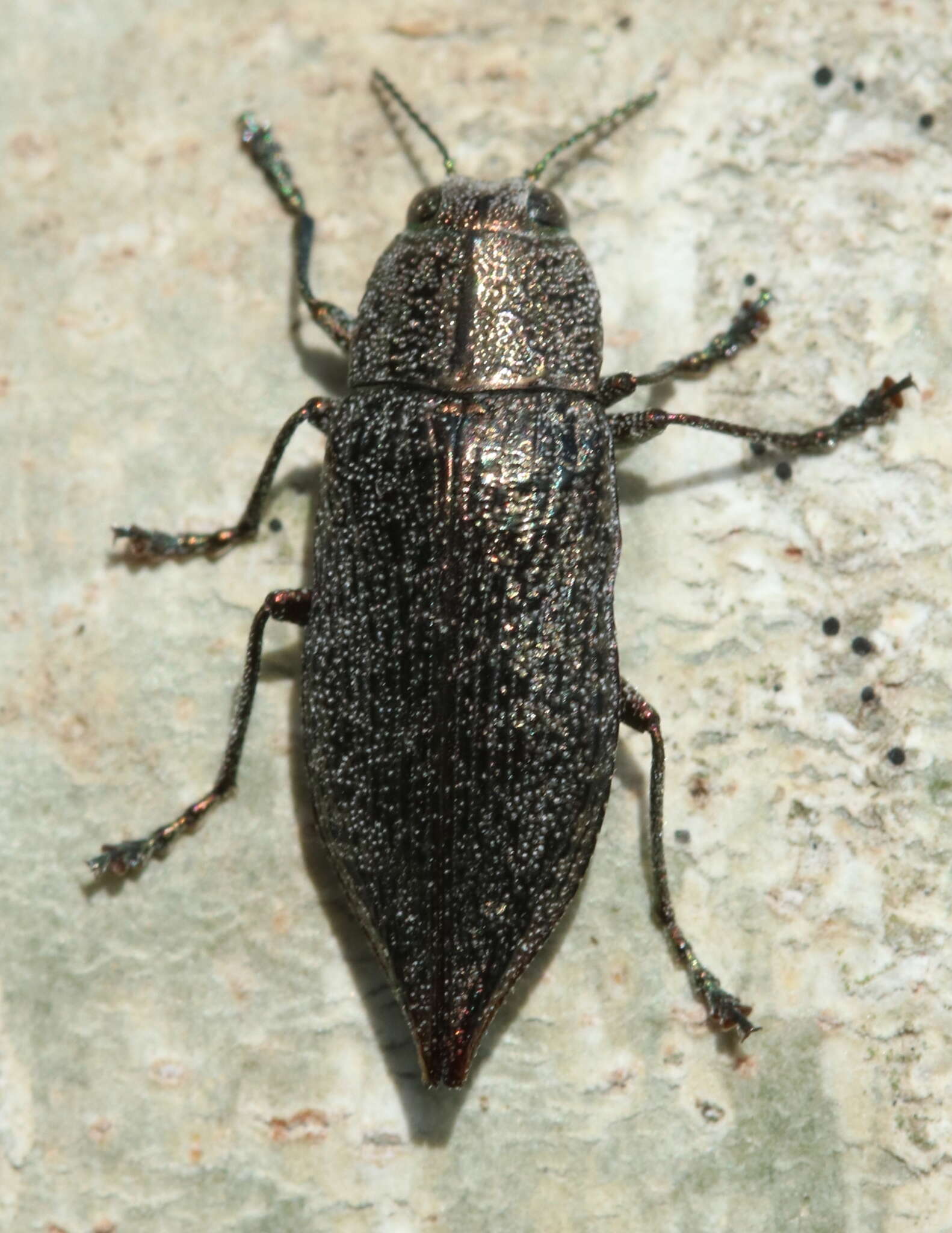 Слика од Poecilonota cyanipes (Say 1823)