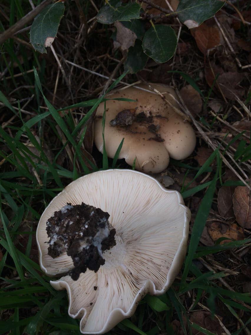 Image of Clitocybe brunneocephala H. E. Bigelow 1982