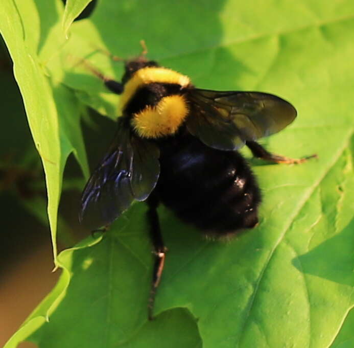 Слика од Bombus argillaceus (Scopoli 1763)