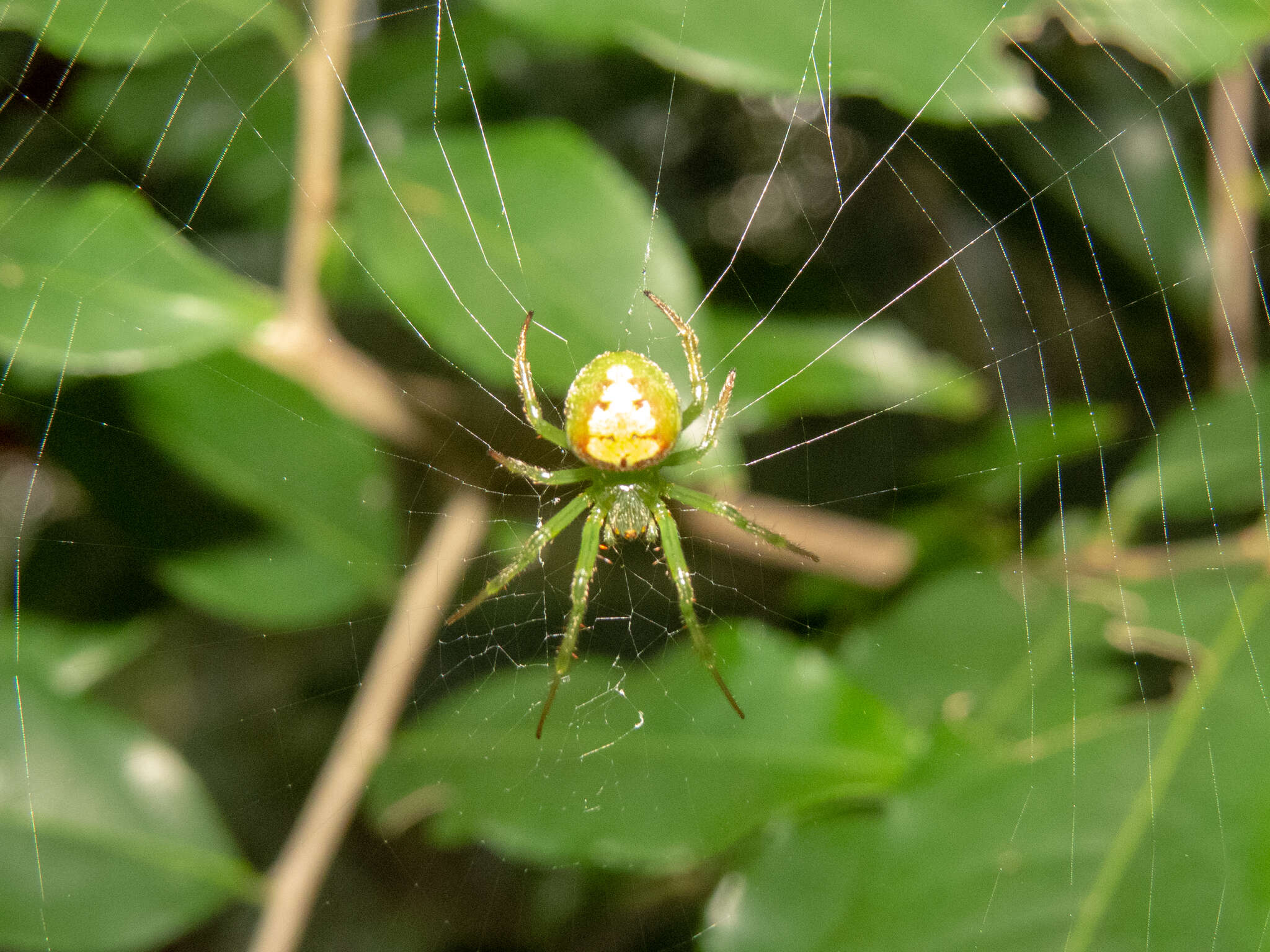 Imagem de Araneus unanimus (Keyserling 1879)