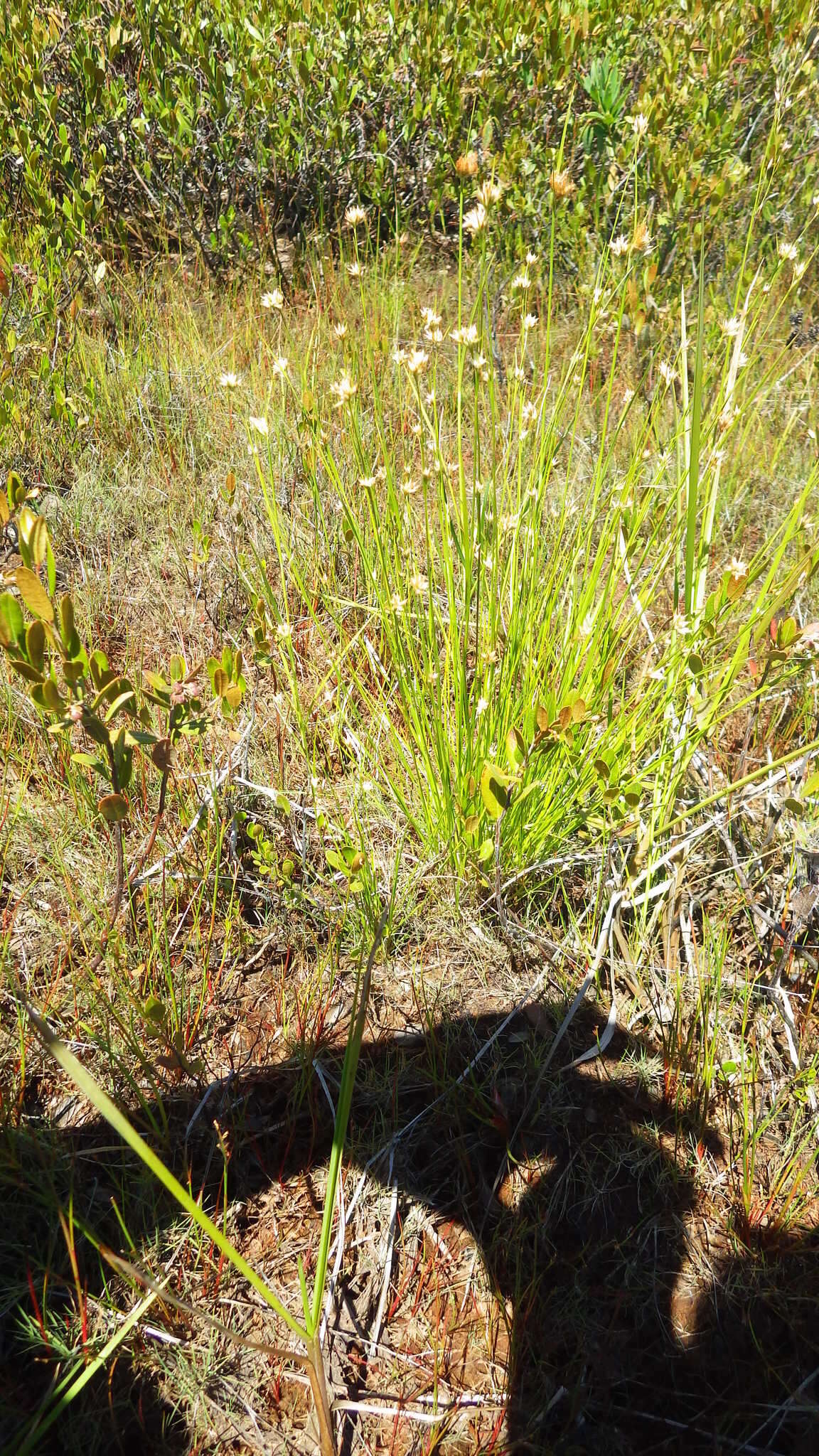 Plancia ëd Rhynchospora alba (L.) Vahl