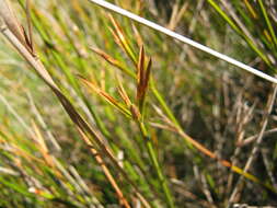 Imagem de Cyperus gymnocaulos Steud.