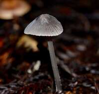 Imagem de Mycena leptocephala (Pers.) Gillet 1876