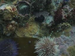 Image of Black nudibranch