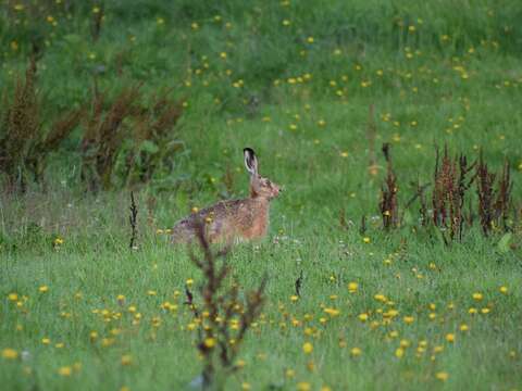 Image of brown hare, european hare