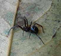 Image of Steatoda retorta González 1987