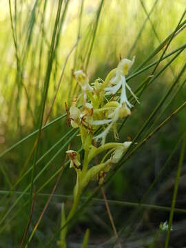 Слика од Platanthera lacera (Michx.) G. Don