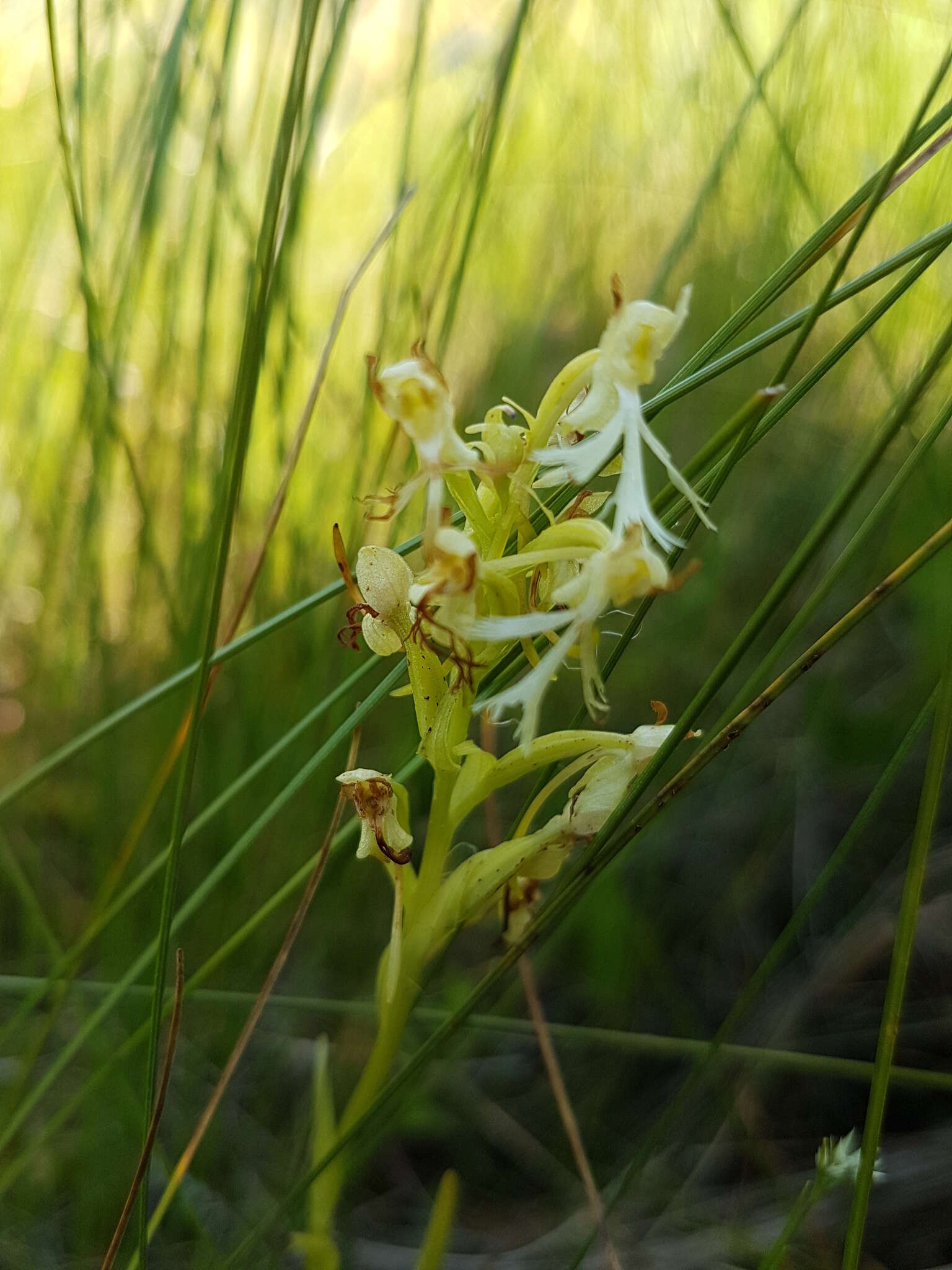 Platanthera lacera (Michx.) G. Don resmi