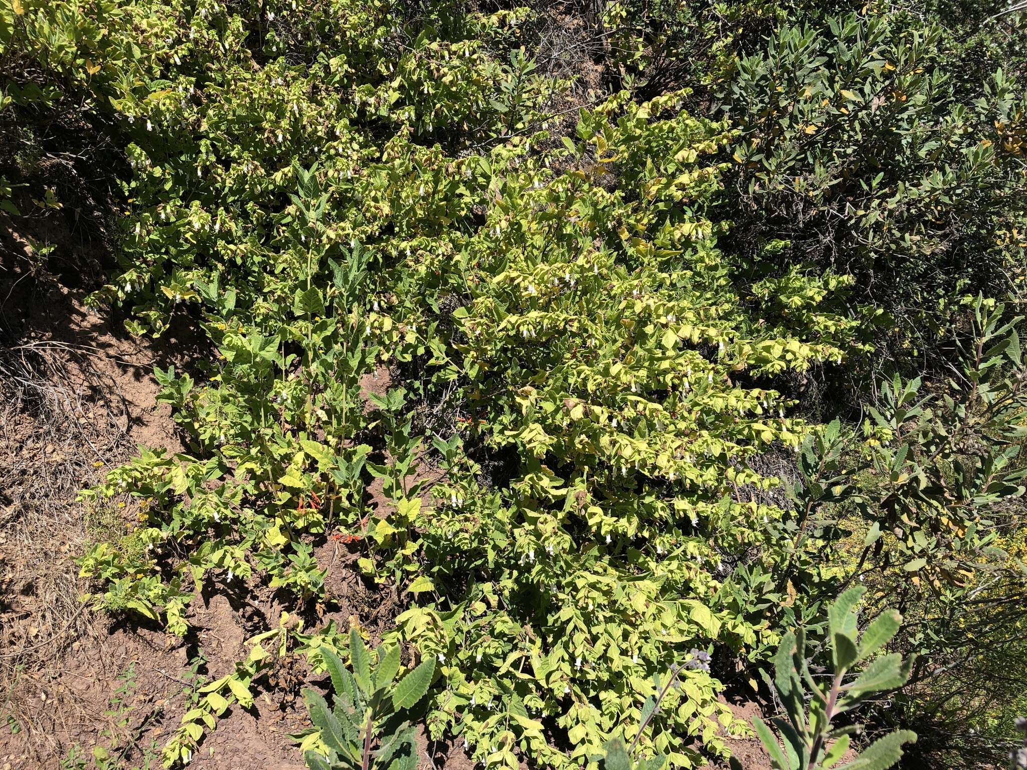 Image of Ross' pitcher sage