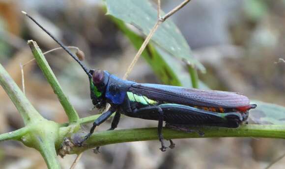 Proctolabus mexicanus (Saussure 1859)的圖片