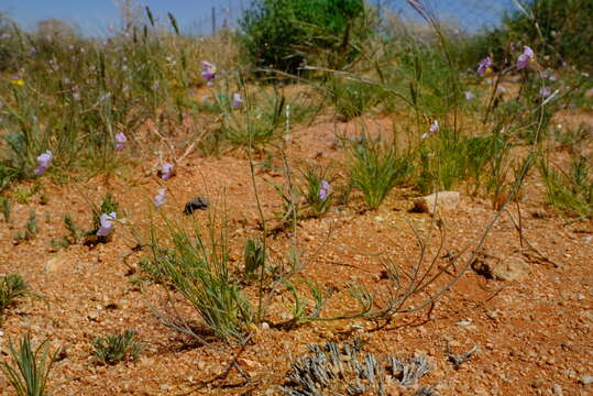 Imagem de Heliophila deserticola var. deserticola