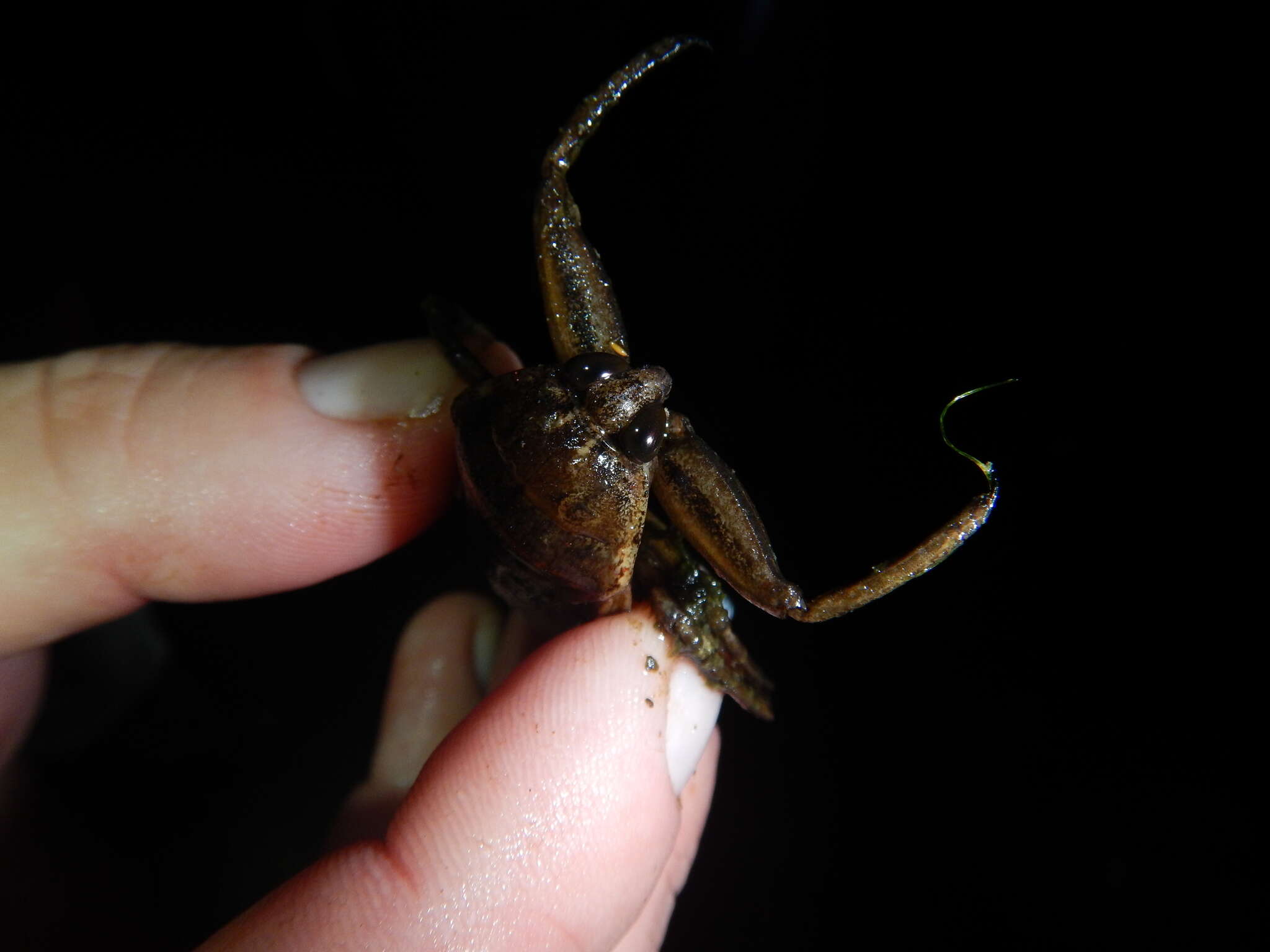 Image of Giant Water Bug