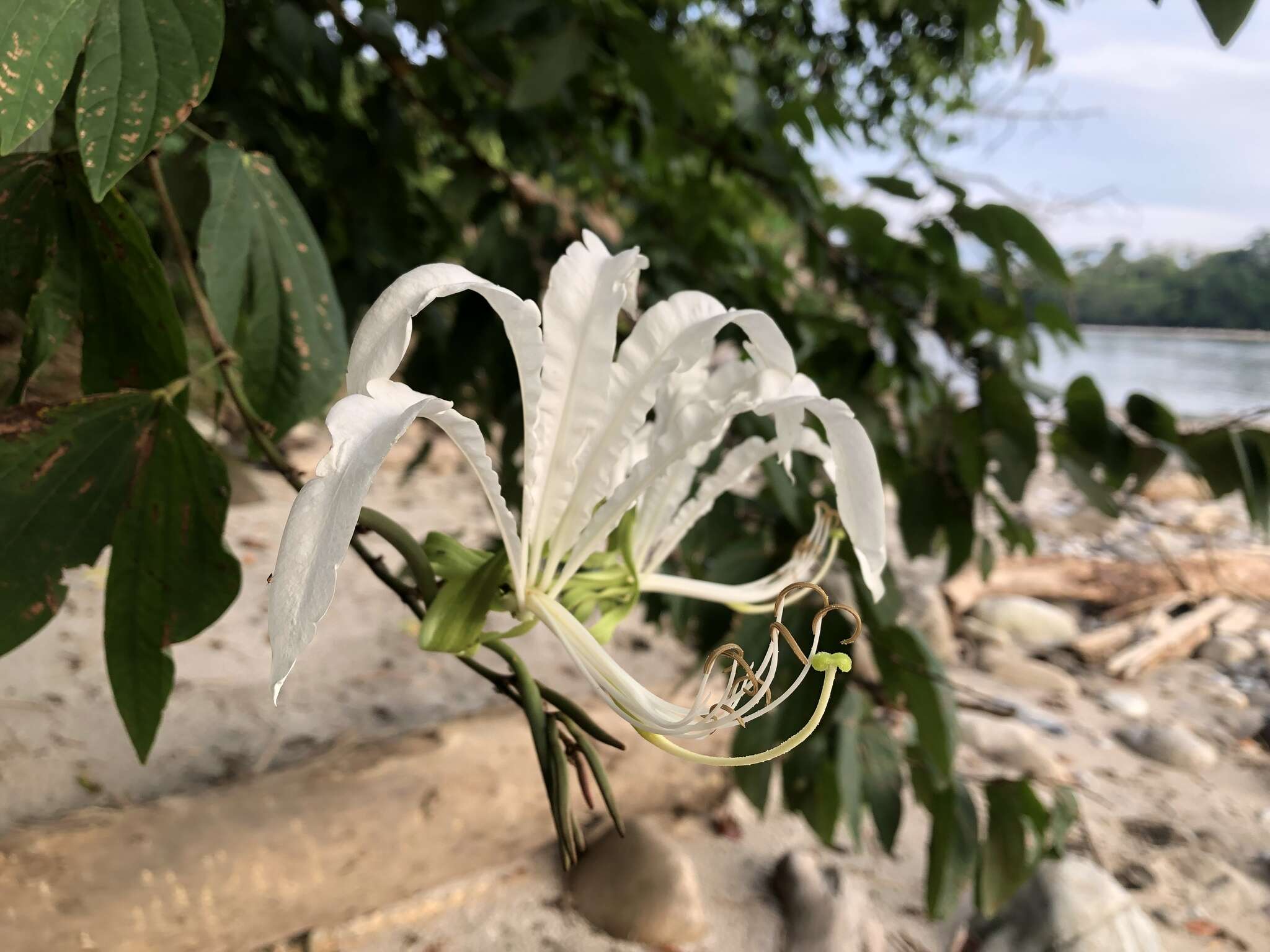 Image of Bauhinia tarapotensis Benth.