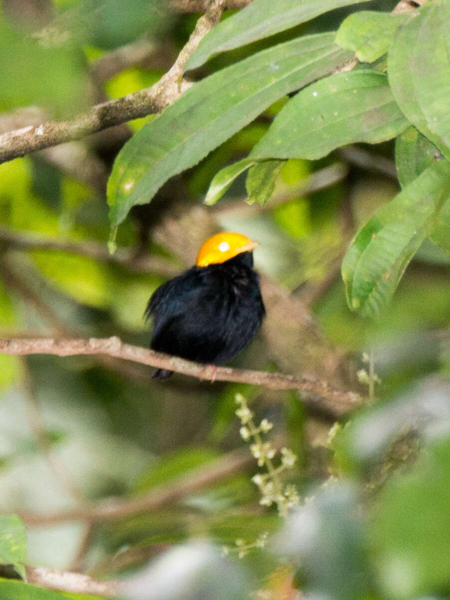 Image of Golden-headed Manakin