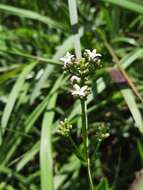 Image of Hedyotis lancea Thunb. ex Maxim.