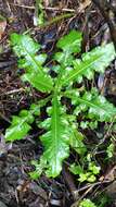 Image of Sonchus fruticosus L. fil.