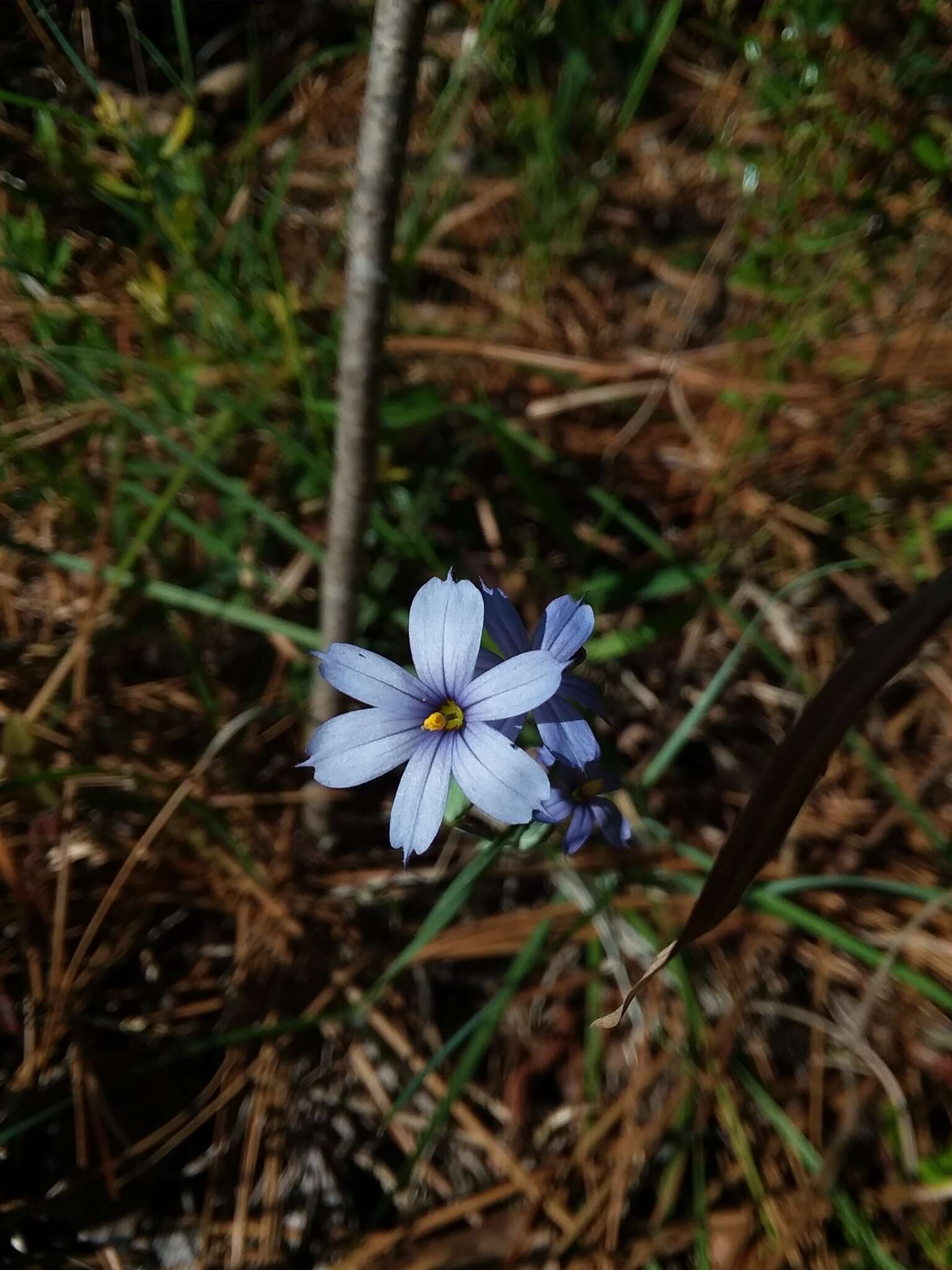 Sisyrinchium nashii E. P. Bicknell的圖片