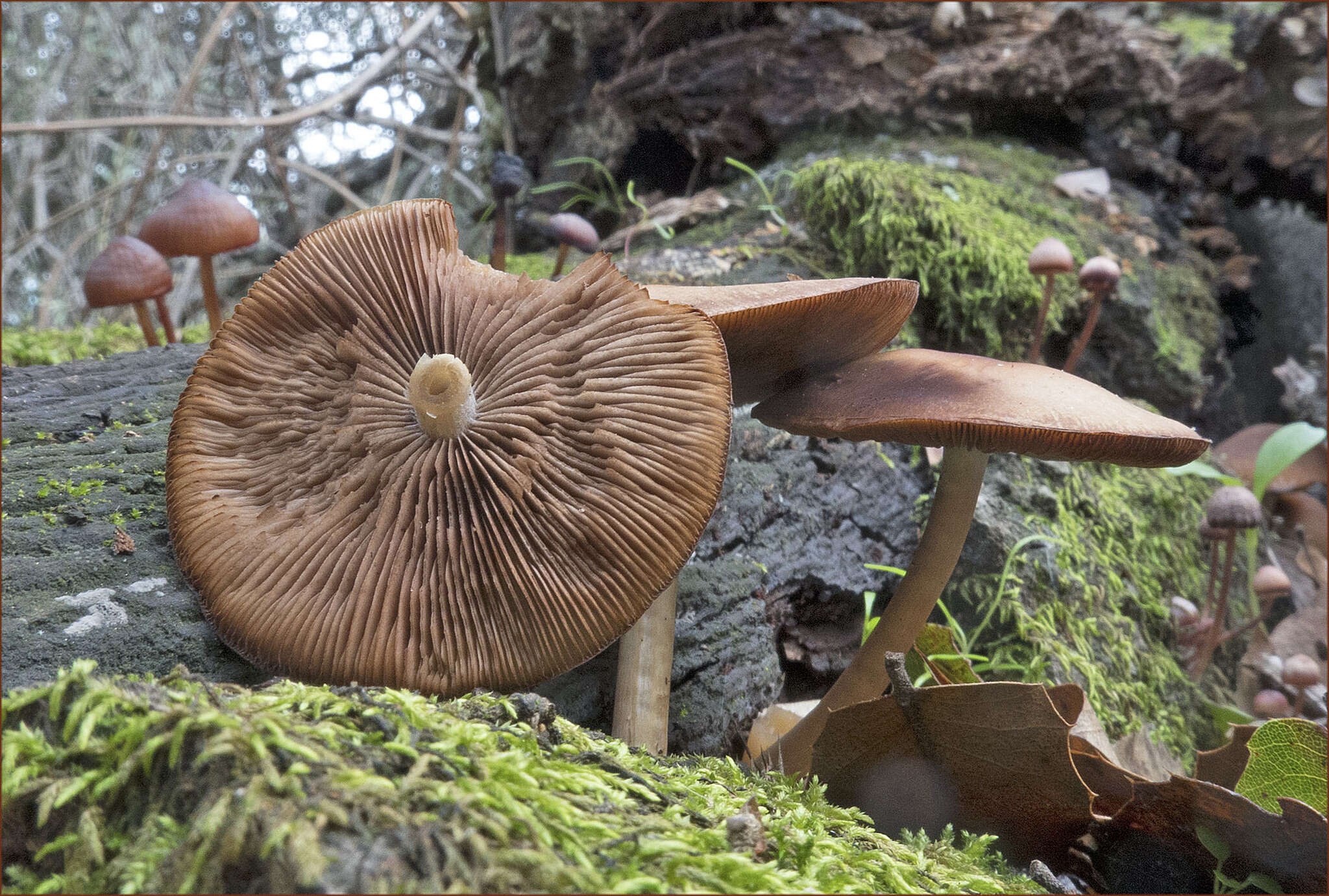 Image of Psathyrella piluliformis (Bull.) P. D. Orton 1969