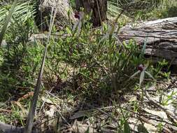 Image of Caladenia behrii Schltdl.