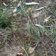 Image of Moraea inconspicua Goldblatt