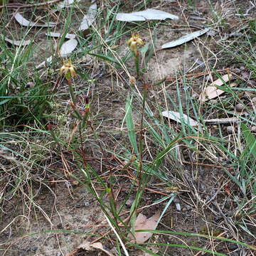 Image of Moraea inconspicua Goldblatt