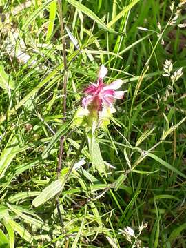 Image of Crested Cow-wheat