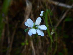 Imagem de Drymaria grandiflora Bartl.