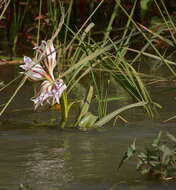 Crinum ornatum (Aiton) Herb. resmi