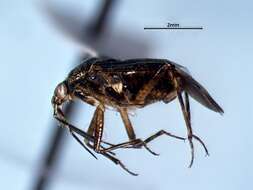 Image of Deraeocoris laricicola Knight 1921
