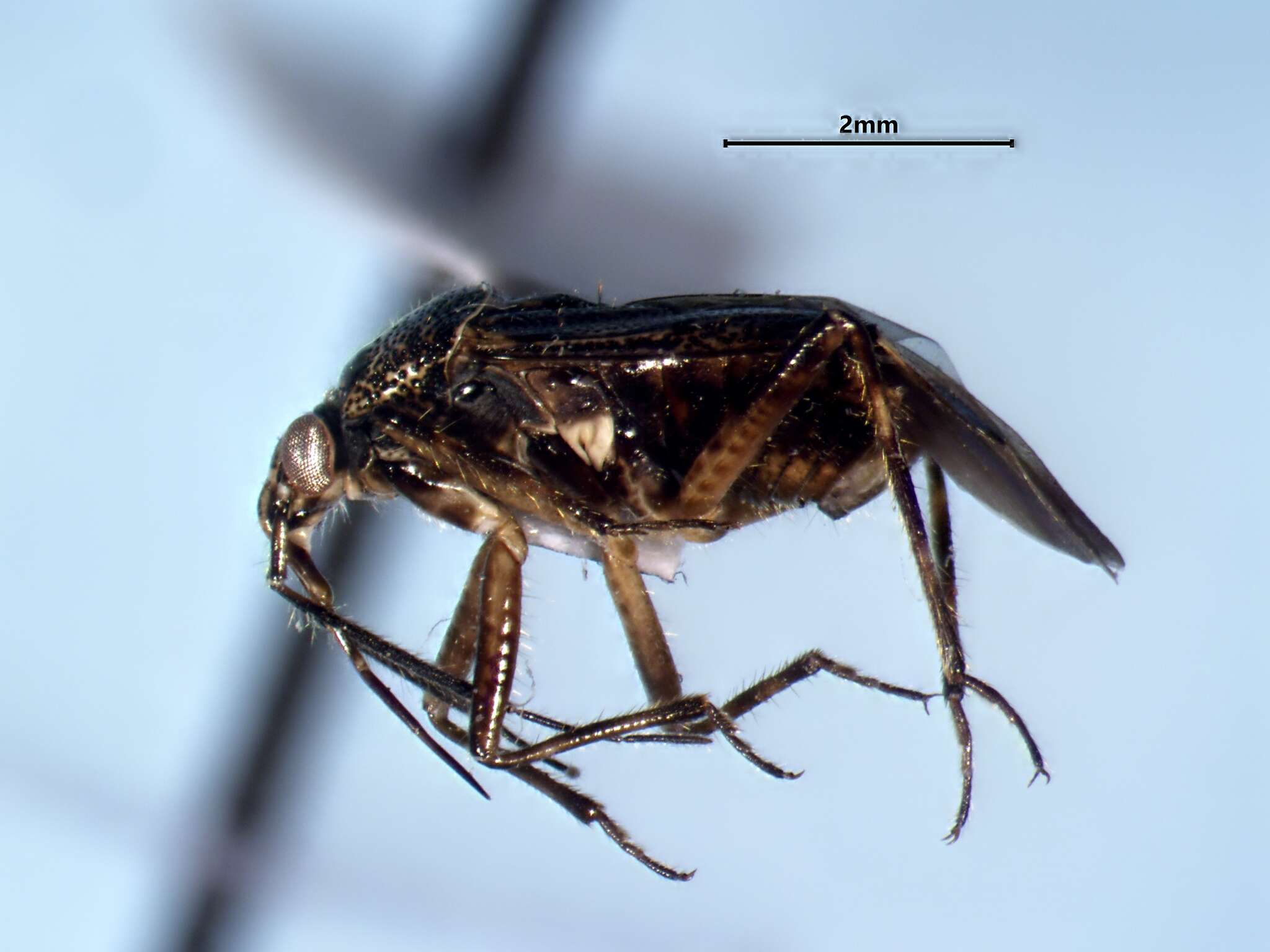 Image of Deraeocoris laricicola Knight 1921