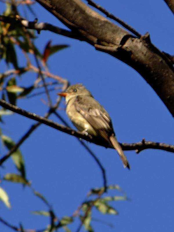 Image of Greater Pewee