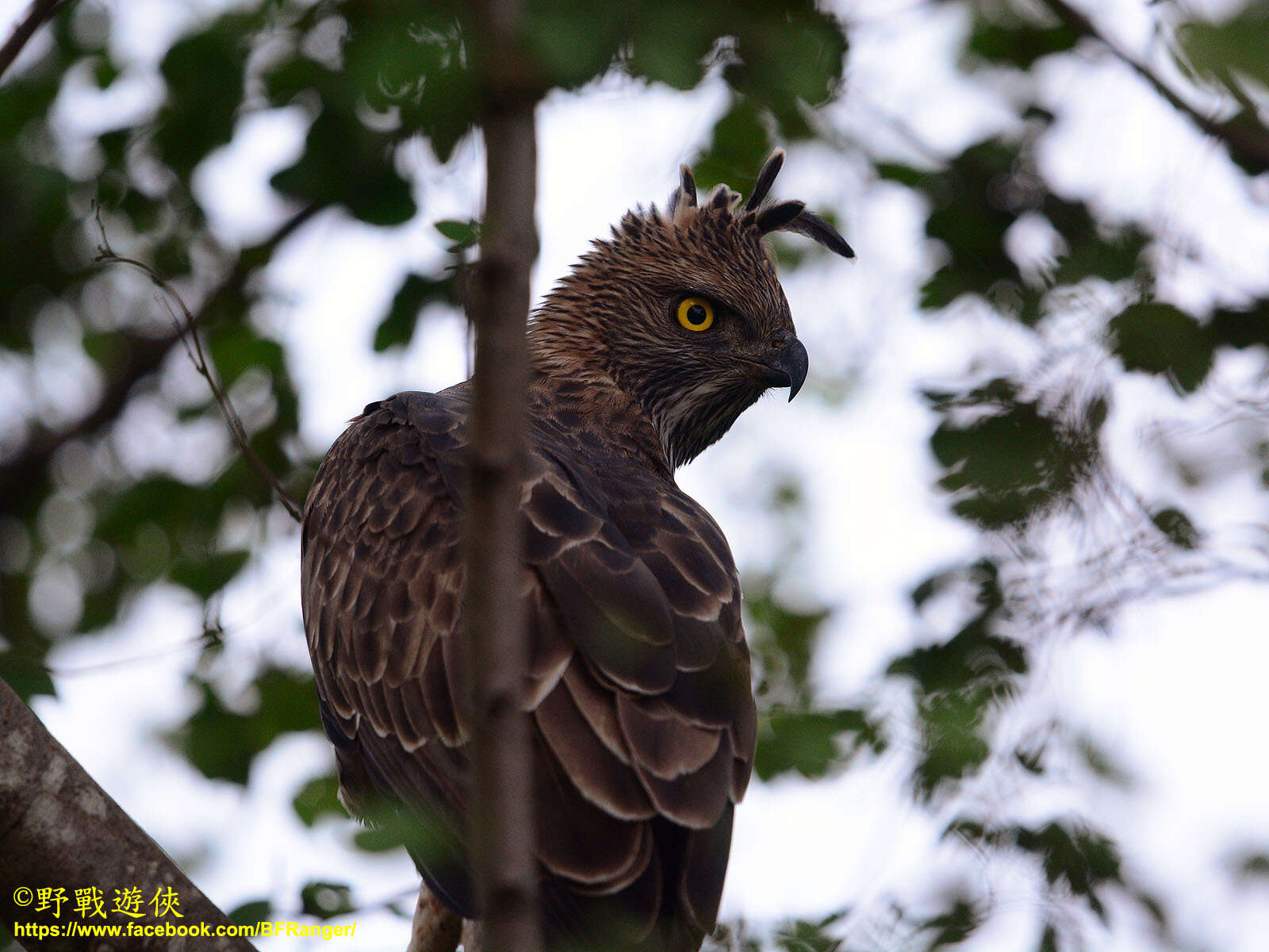 Nisaetus cirrhatus ceylanensis (Gmelin & JF 1788) resmi